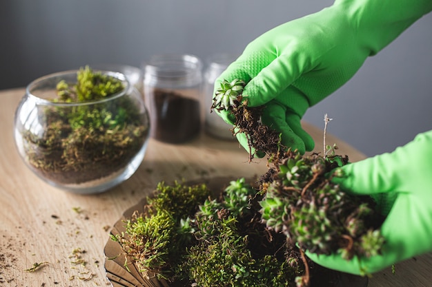 Close-up of hands in gloves take succulents for transplanting into a vase.