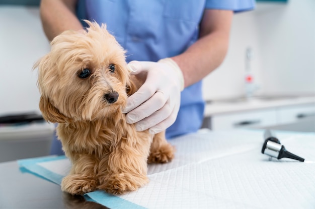 Close up hands holding cute dog