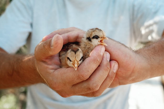 Close up of hands holding little newborn chicks