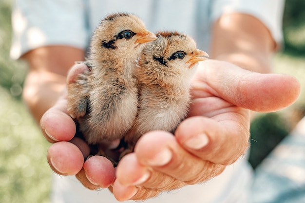 Close up of hands holding little newborn chicks