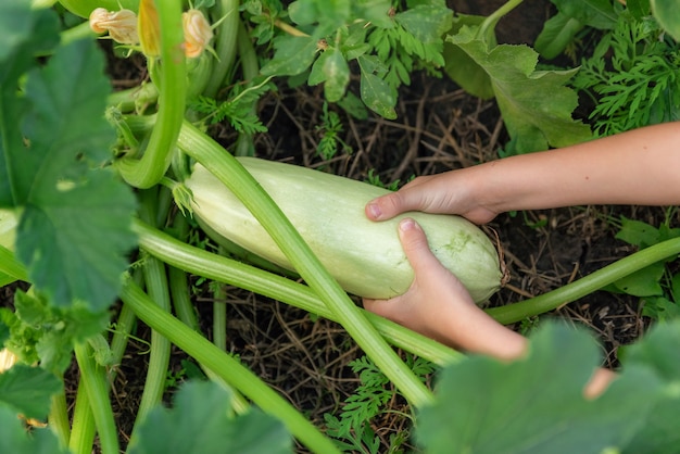 Close up hands of a little child picks a fresh zucchini on the farm Homegrown natural food