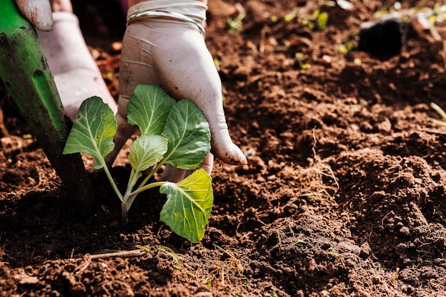 Close up hands planting in the ground