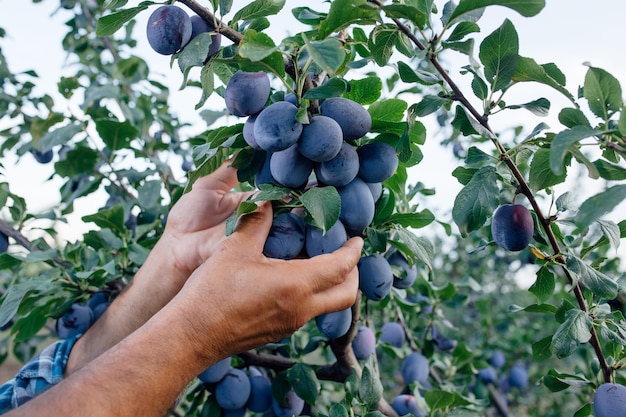 Close up hands of a senior farmer examining and doing the quality control the plums on the tree