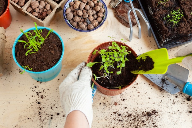 Close up of hands transplanting a plant into a new pot