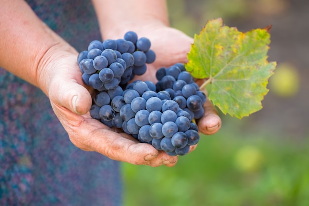 Close up of the hands of a vintner or grape farmer inspecting the grape harvest