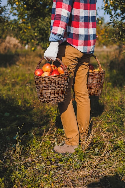 Close up of hands of worker holding baskets of apples picking fresh ripe apples in orchard during autumn harvest Harvest time