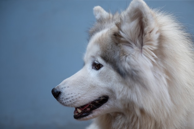 Close up happy white dog sleeping