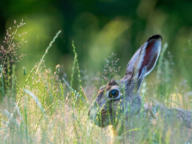 Photo close-up of hare on field