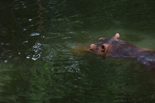 Close up head The Big hippopotamus is float in river