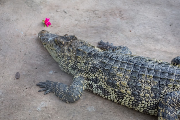 Close-up of Head crocodile, alligator in the park