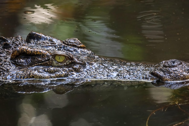 Close up head crocodile is show head in river