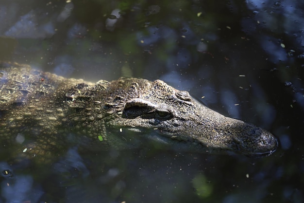 Photo close up head crocodile is show head in river