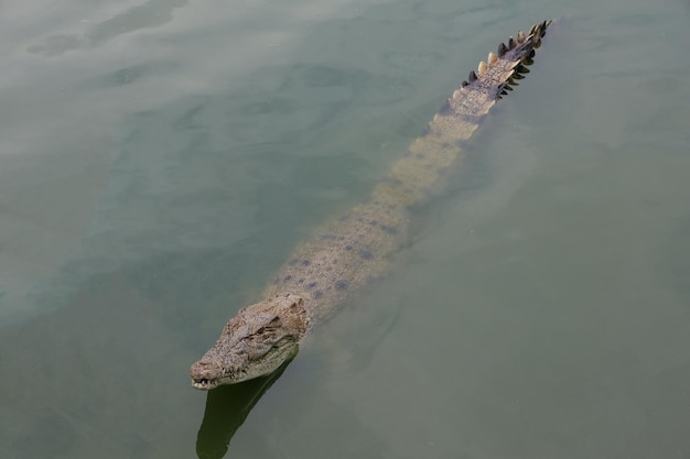 Close up head crocodile is show head in river