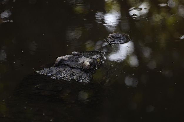 Close up head crocodile is show head in river