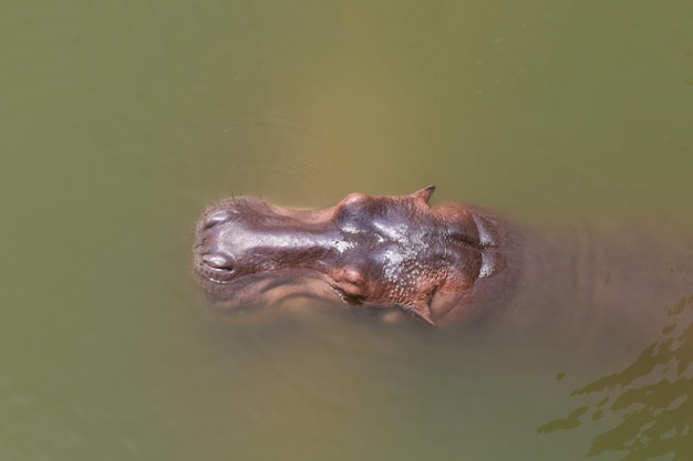 Close up head hippopotamus In the river