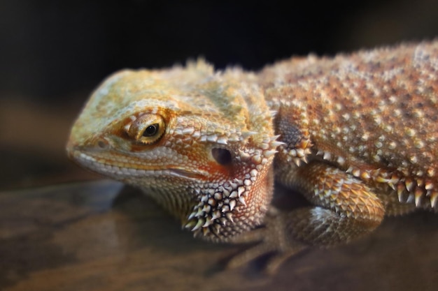 Close up head Horned Lizard at thailand