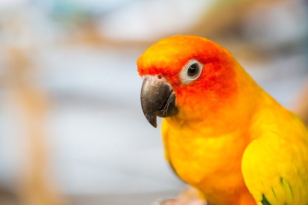 Close up head and mouse of Sun Parakeet or Sun Conure yellow and orange parrot bird