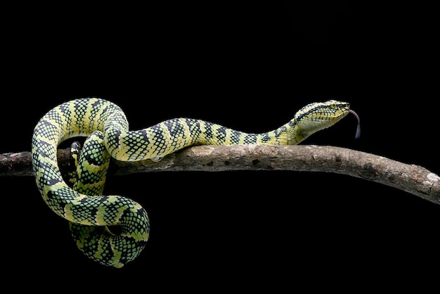 close up head photo of wagler pit viper on black background