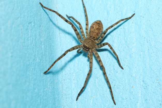 Close up head wolf spider is insect animal on blue color cement floor