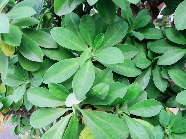 A close up of a hedge euphorbia plant with green leaves