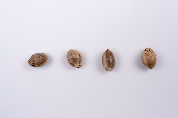 Close up of hemp seeds arranged in a straight line isolated on white background Close up hemp seeds