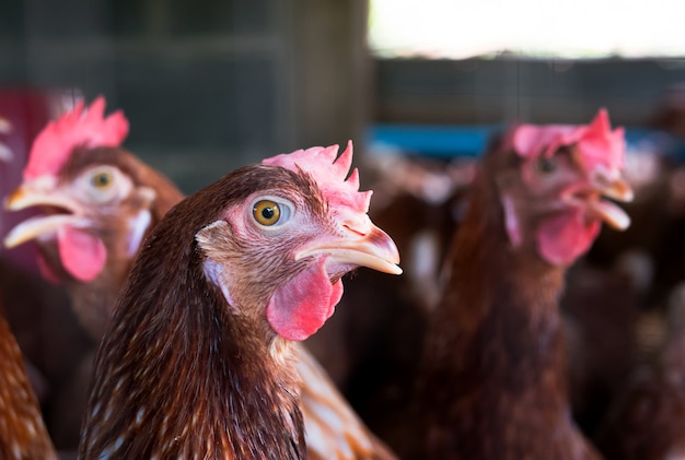 Close up hens in the farm