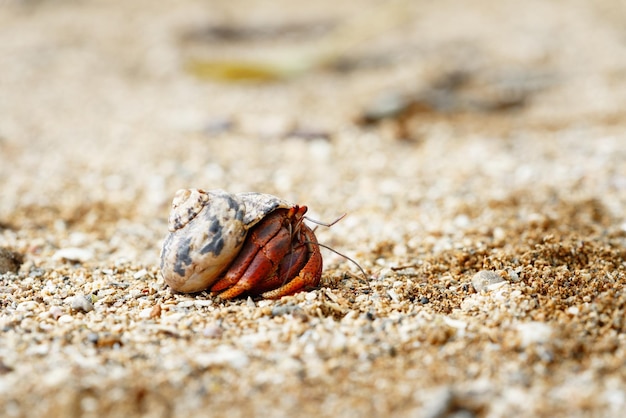 Close-up of a hermit crab wearing a shell shell as a shelter on the beach caribbean guadeloupe