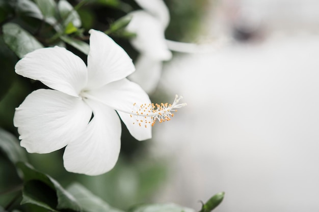 Close up hibiscus flower with copy space