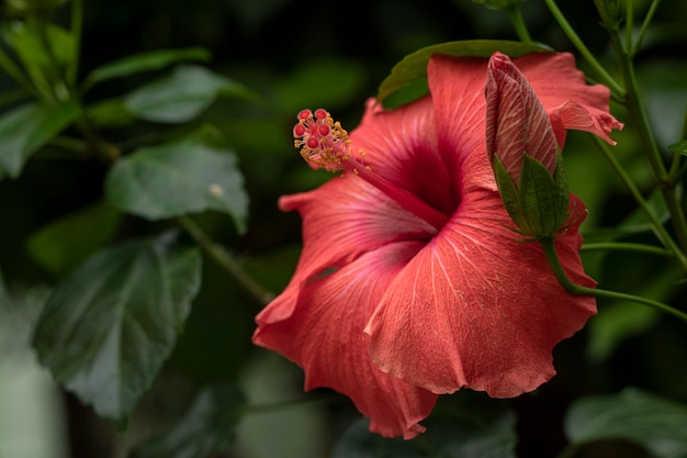 Close up of Hibiscus rosasinensis known colloquially as Chinese hibiscus