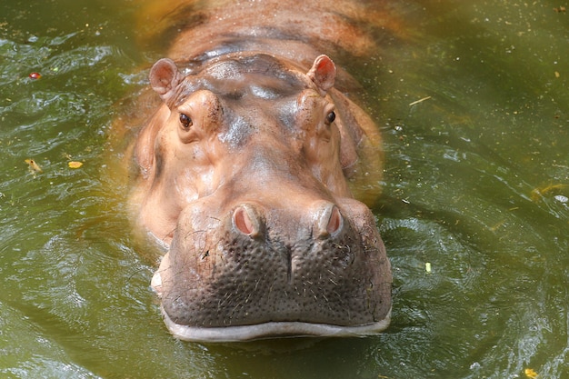 Close up hippopotamus