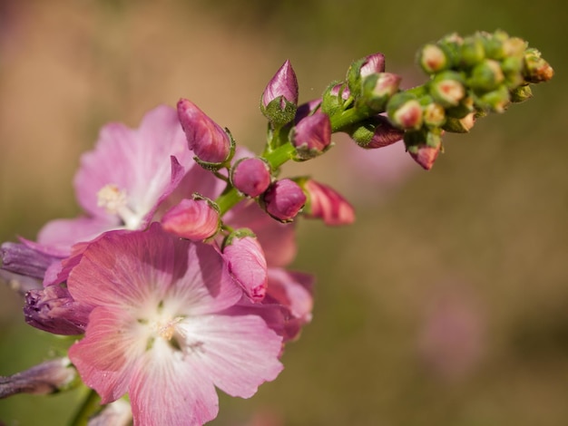 Close up of Hollyhock (Alcea species) flower.