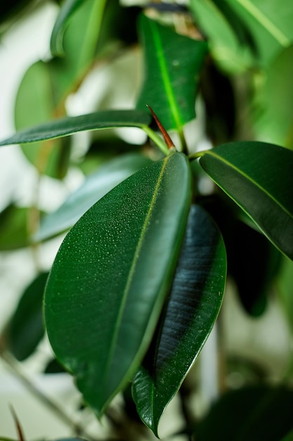 Close up Home plant Rubber Plant or Ficus Elastica wit water drop home plants care concept