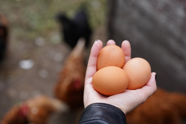 Close up of homemade eggs in woman's hand Female holding three eggs outdoor