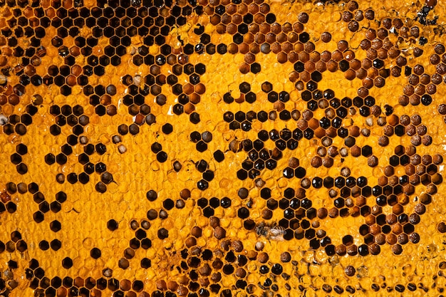 Close-Up Of Honey Bee Comb,honeycomb pattern with Bee nest