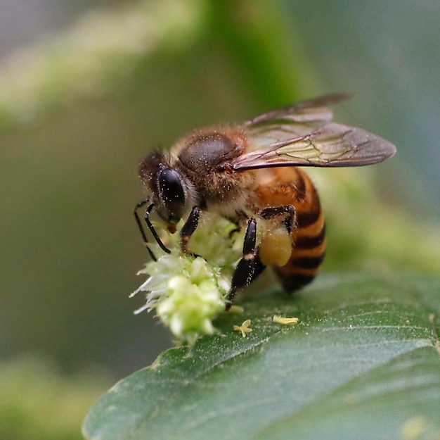 Close-up of honey bee while eating