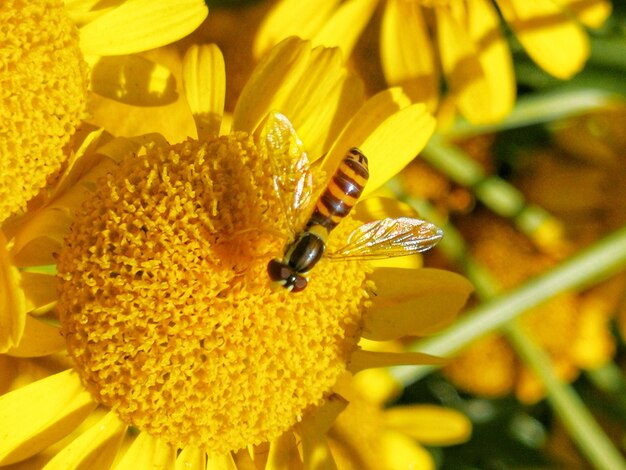 Photo close-up of honey bee on yellow flower