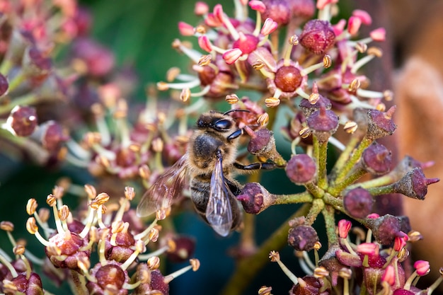 Close up of a honeybee sitting on a flower