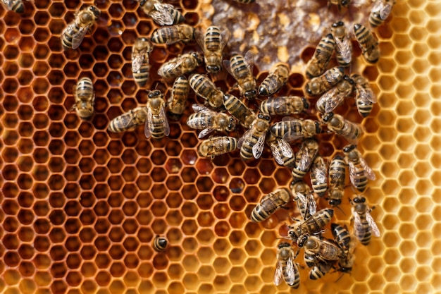 Close up honeycomb in wooden frame with bees on it. Apiculture concept.