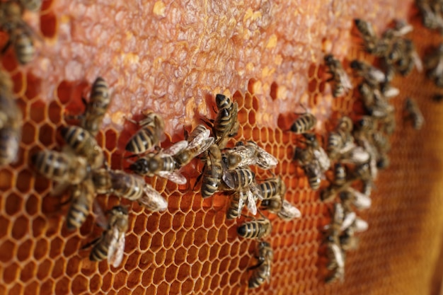 Close up honeycomb in wooden frame with bees on it. Apiculture .