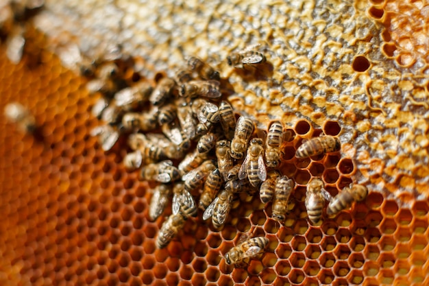 Close up honeycomb in wooden frame with bees on it