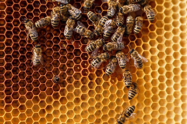 Close up honeycomb in wooden frame with bees on it. 