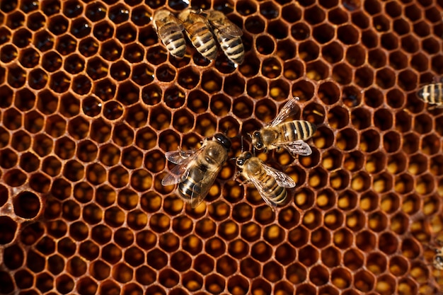 Close up honeycomb in wooden frame with bees on it. 