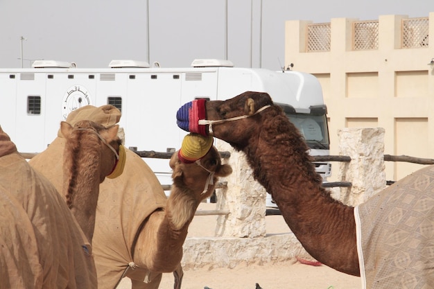 Photo close-up of horse in desert