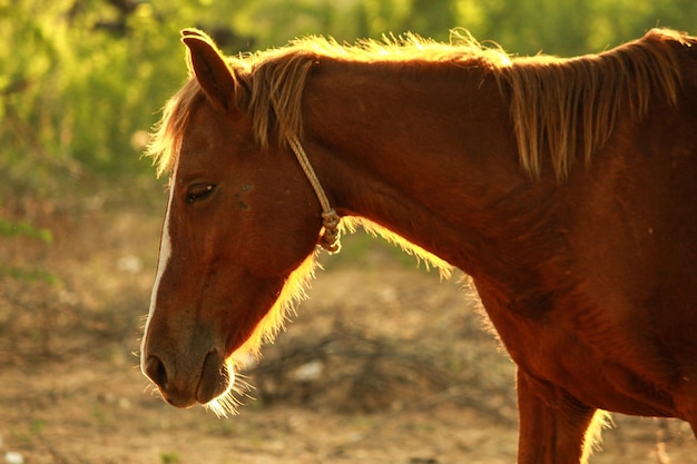 Close-up of horse on field