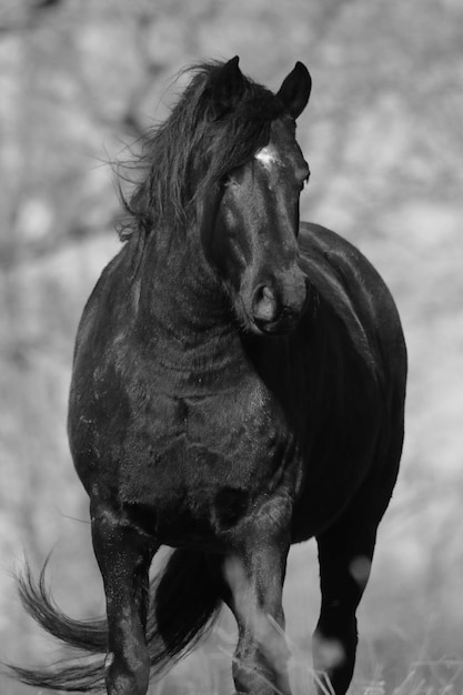 Photo close-up of horse standing outdoors