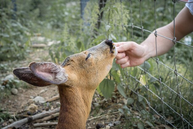 Photo close-up of human hand feeding outdoors