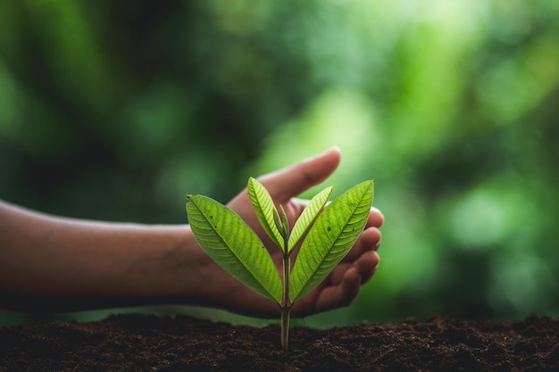 Close-up of human hand planting seedling in soil