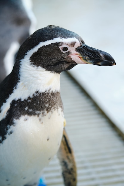 Close up Humboldt penguin or South American penguin.