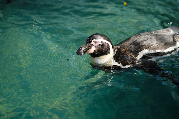 Close up Humboldt penguin or South American penguin.