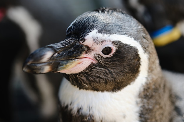 Close up Humboldt penguin or South American penguin.